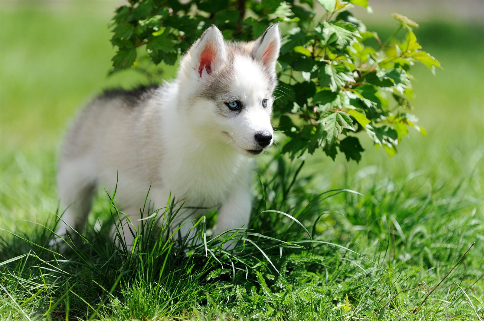 Denali female puppy, yellow collar