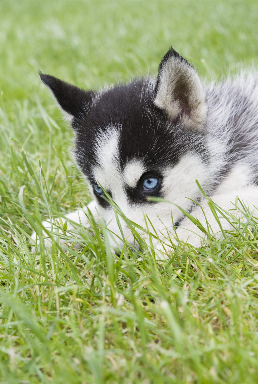 Denali female puppy, red collar