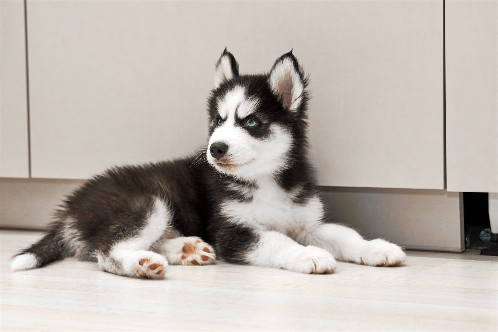 Denali male puppy, teal collar