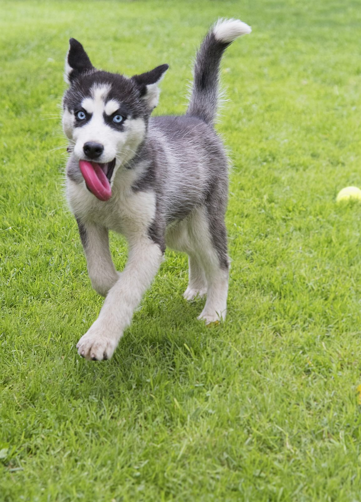 The Denali Litter — Siberian Husky puppies