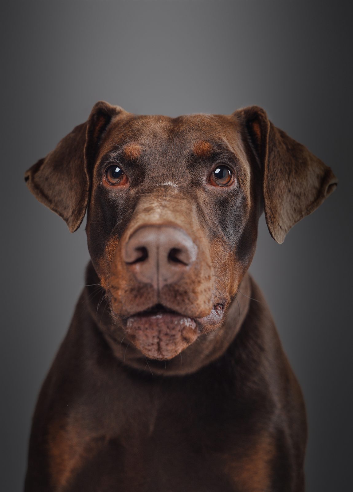Litter 027 'Riot' — expected Doberman litter