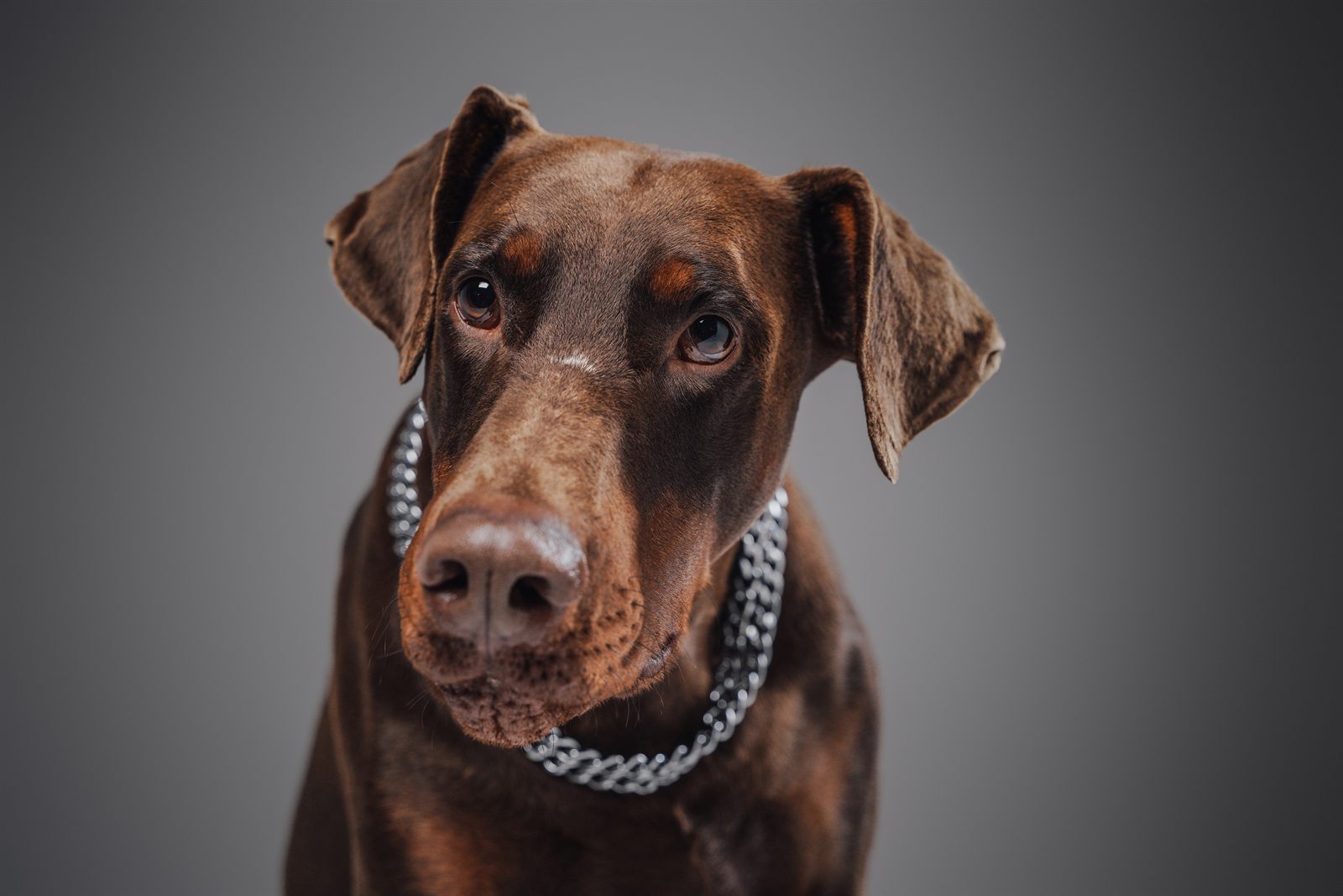 Vex, Doberman dam