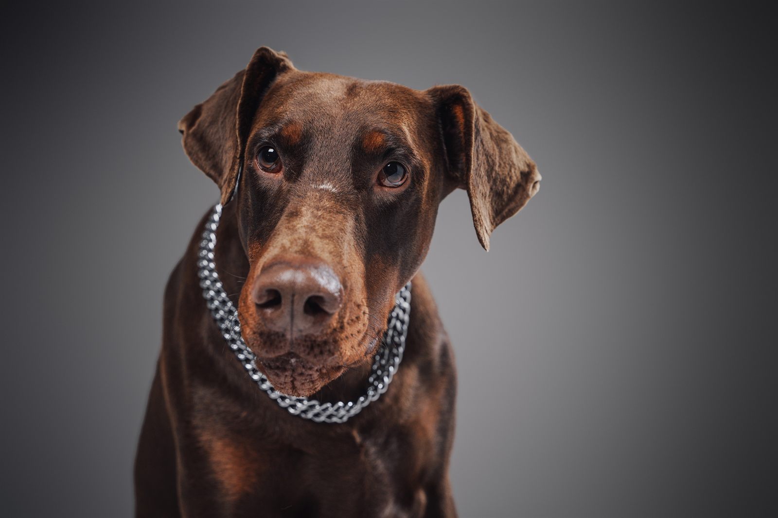 Echo, Doberman dam