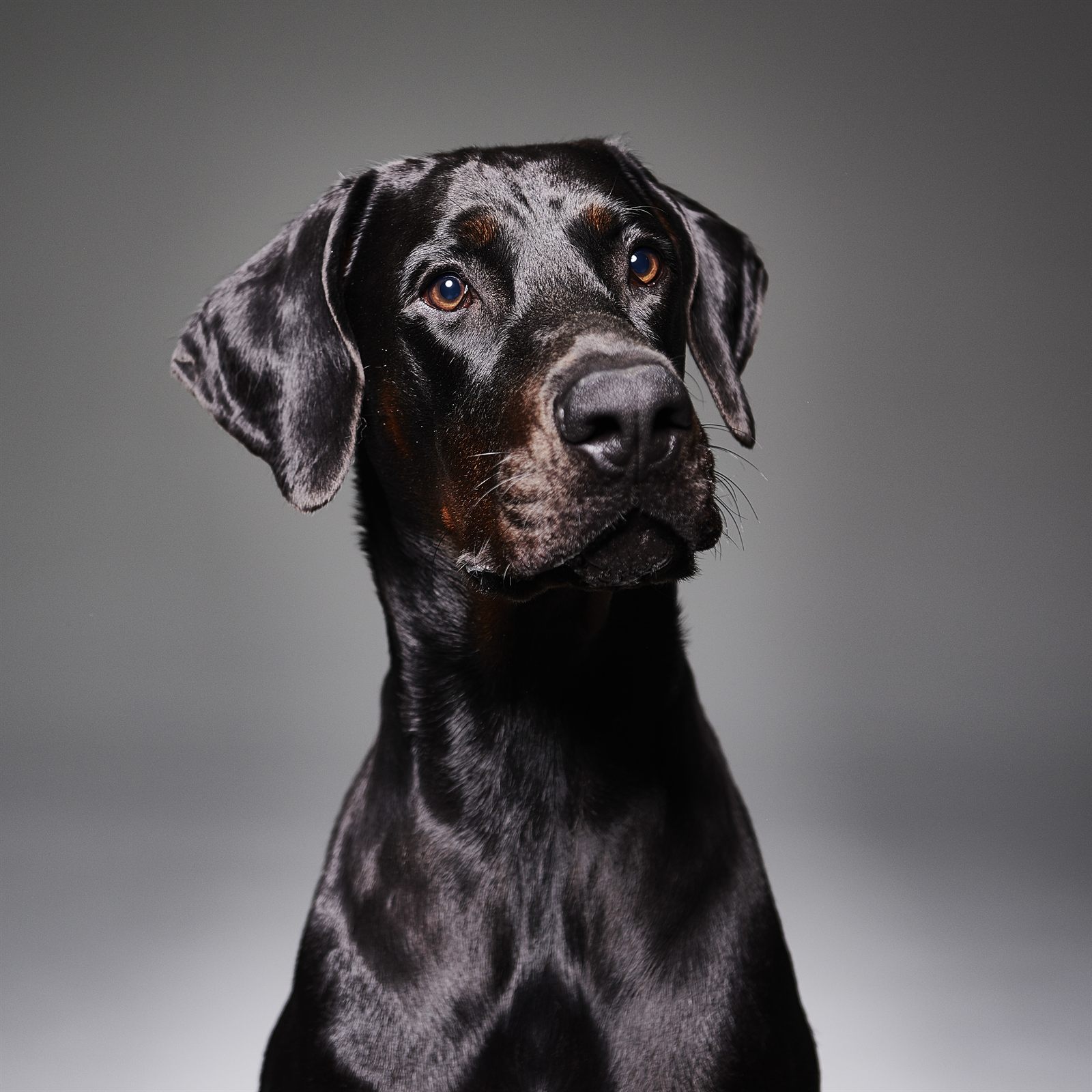 Axel, Doberman sire