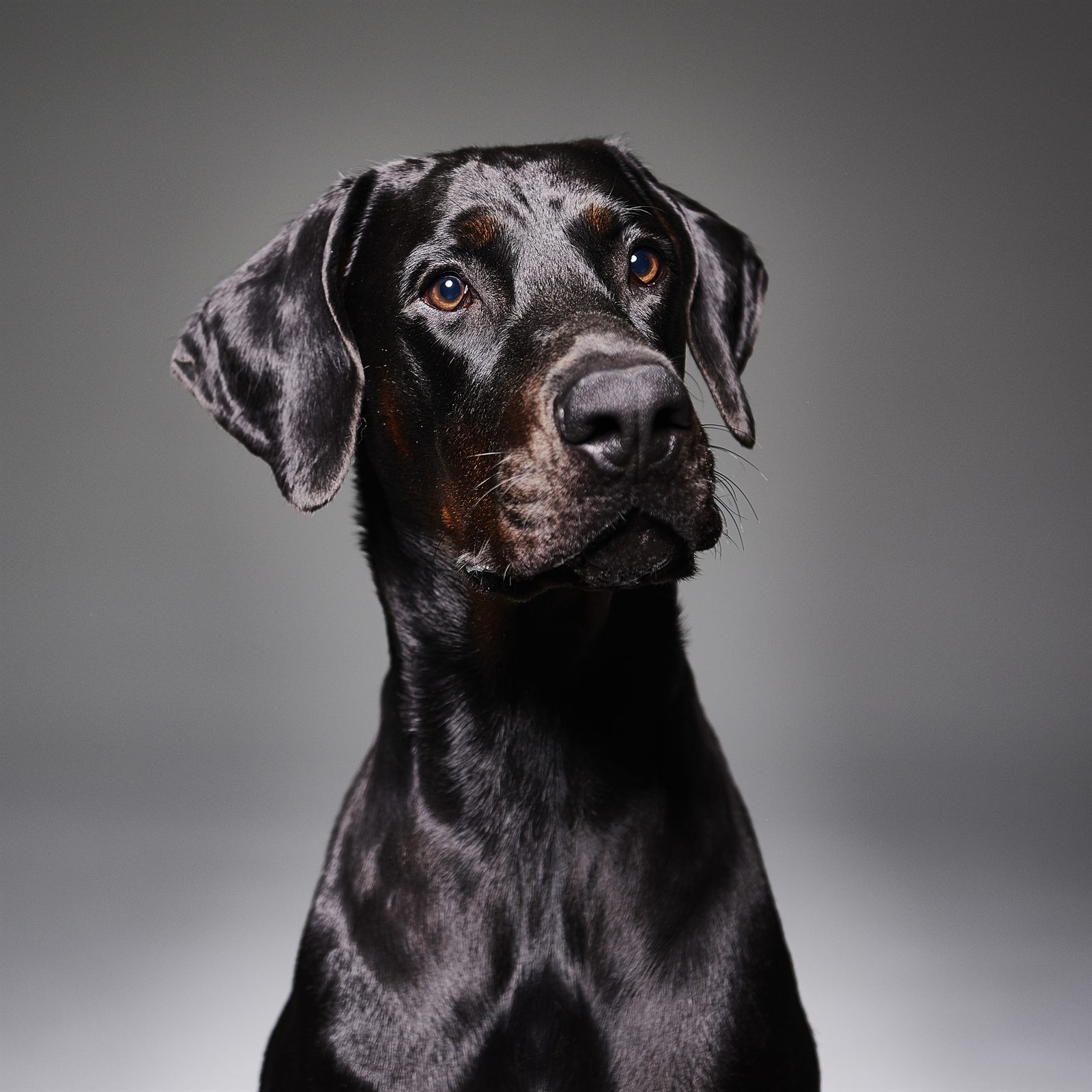 Titan, Doberman sire