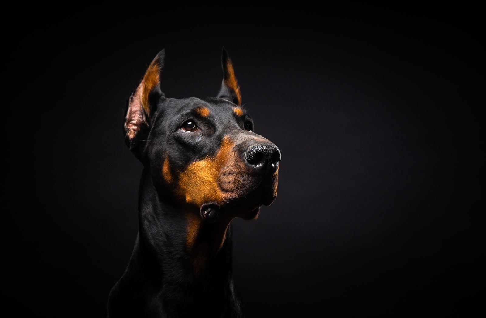 Poster template — bold poster-art design (Doberman demo)