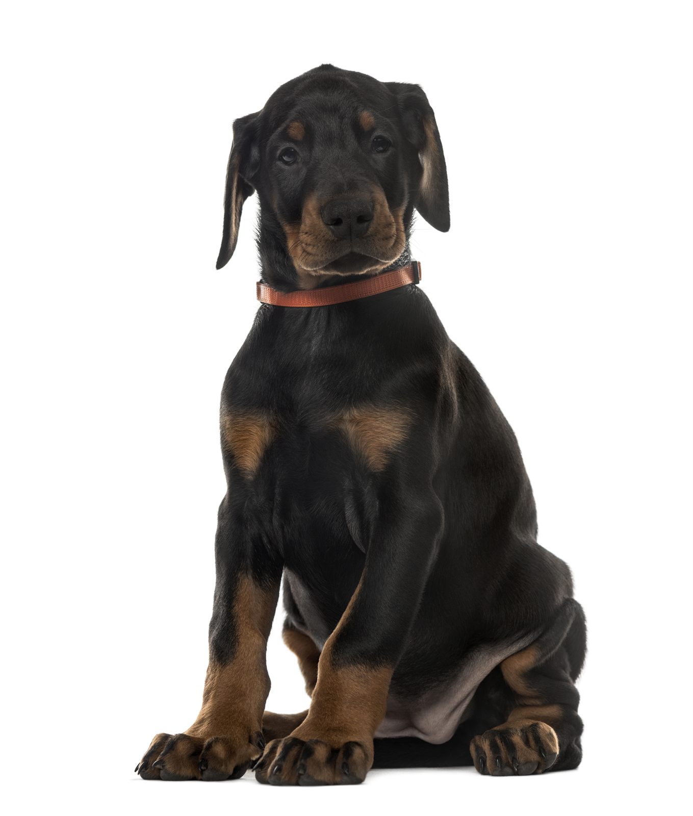 Volt male puppy, blue collar