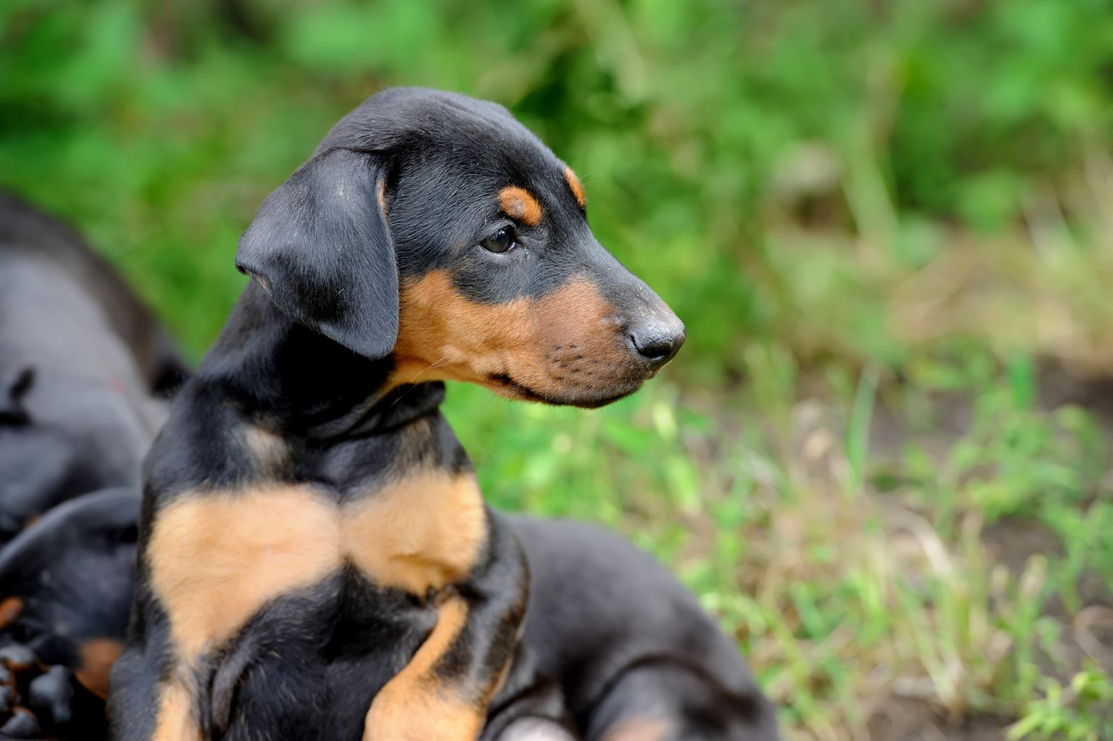 Litter 026 'Volt' — Doberman puppies