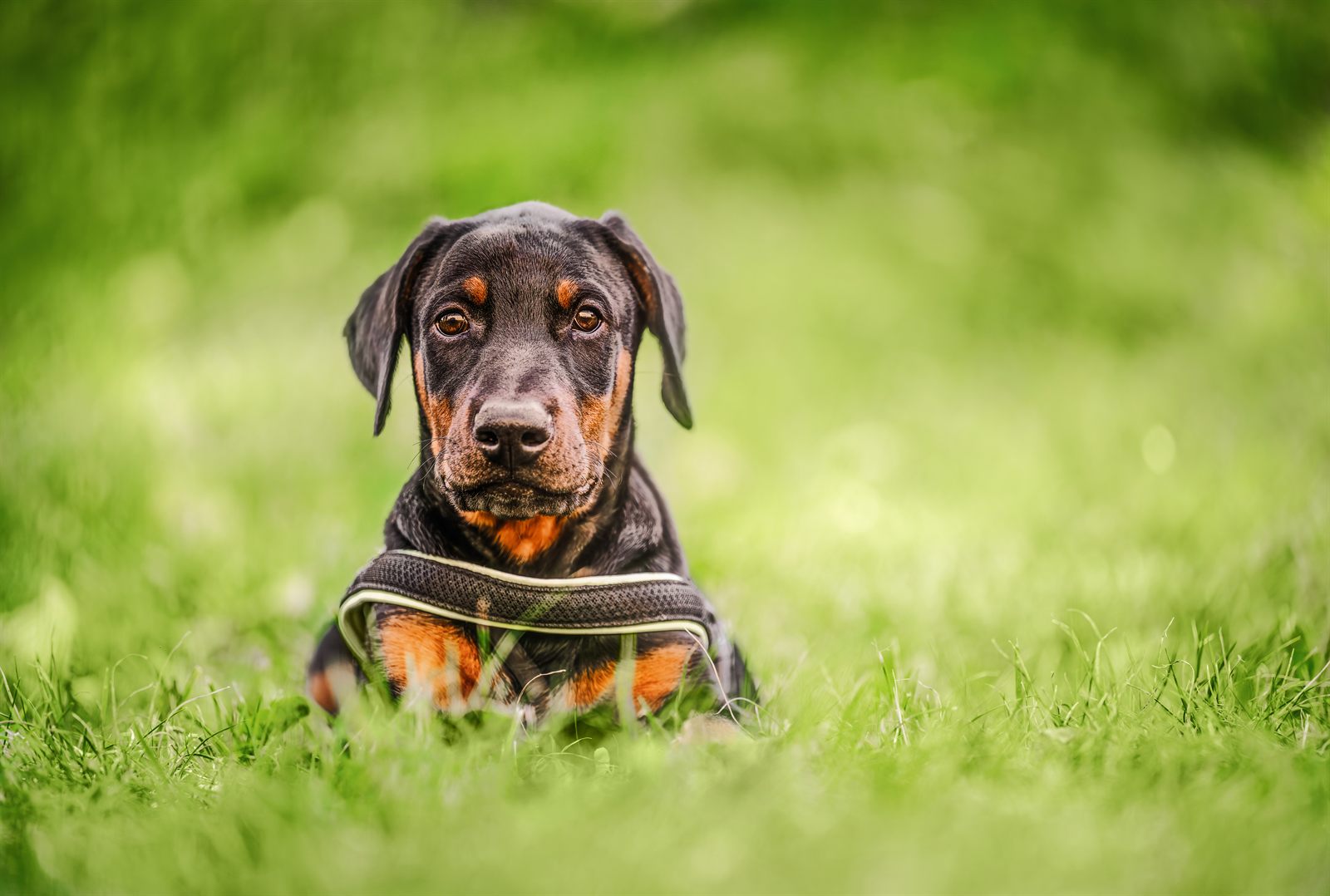 Litter 028 — planned Doberman litter