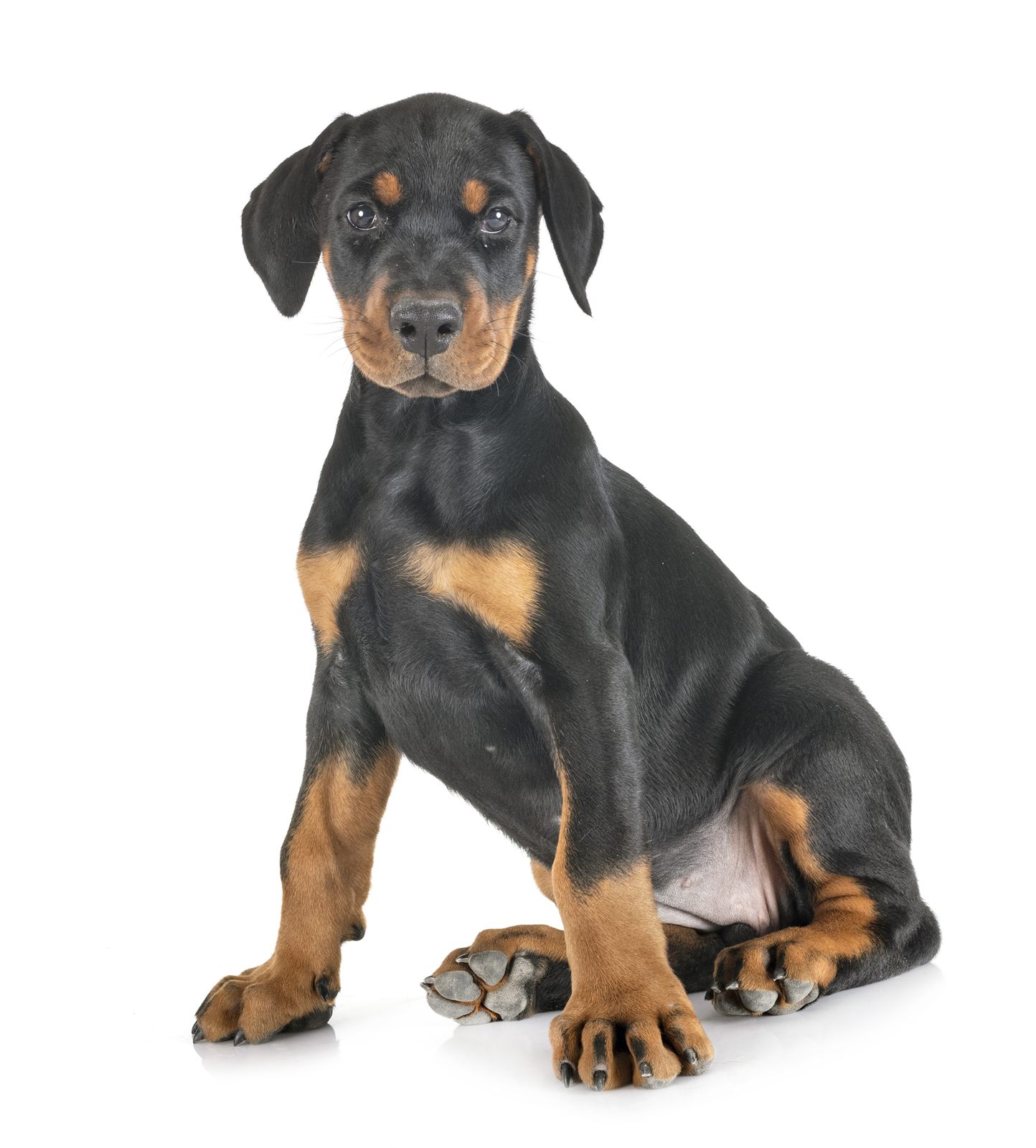 Volt male puppy, orange collar