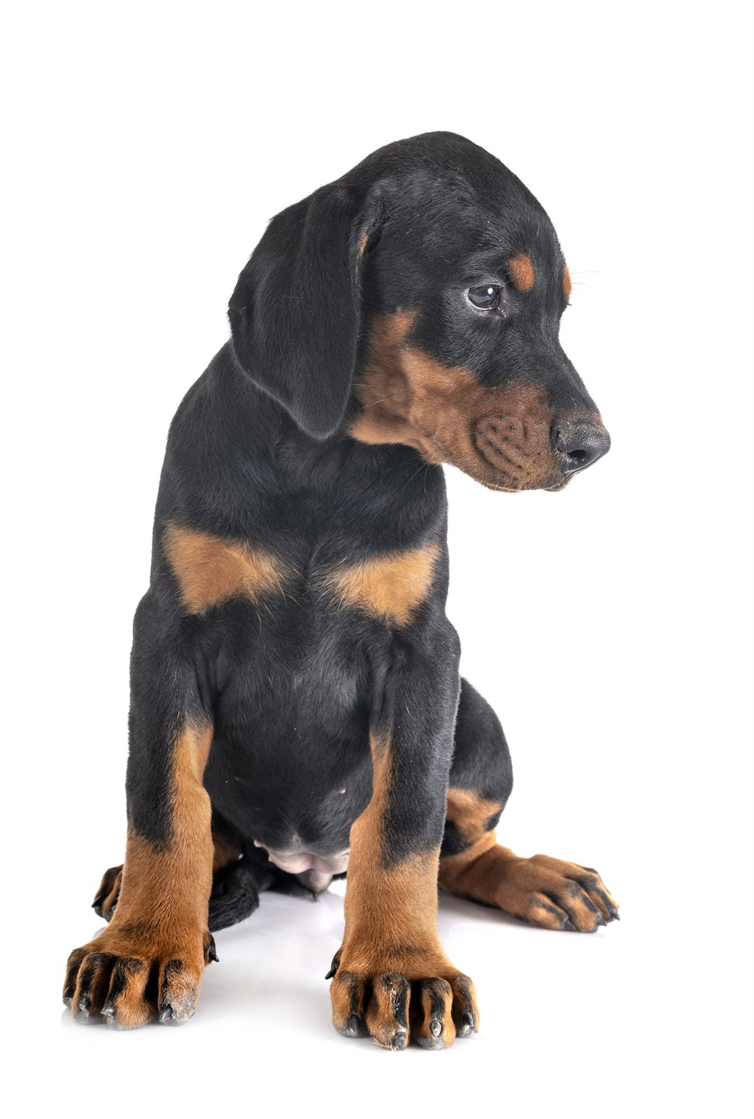 Volt female puppy, red collar
