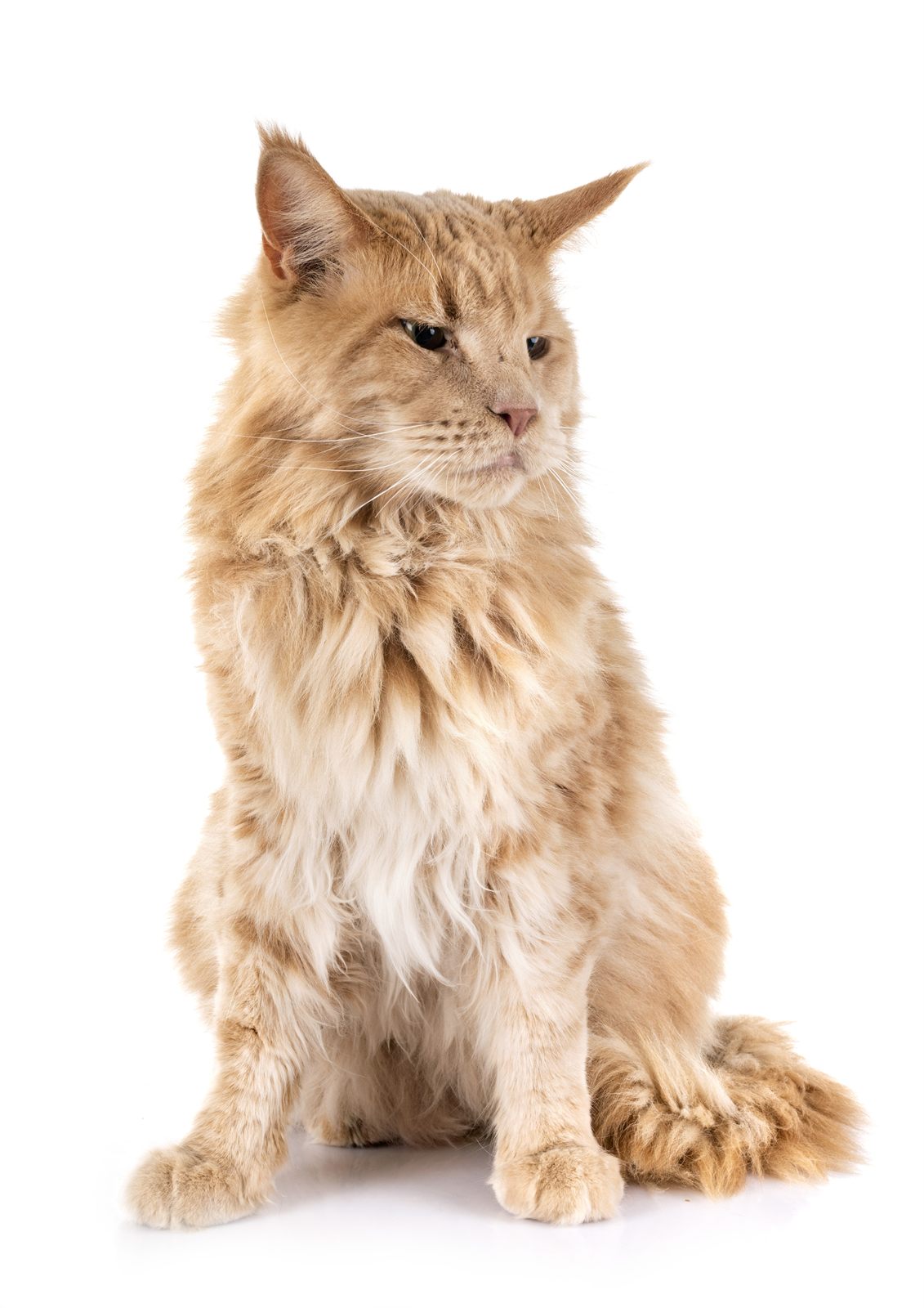 Moose, retired Maine Coon