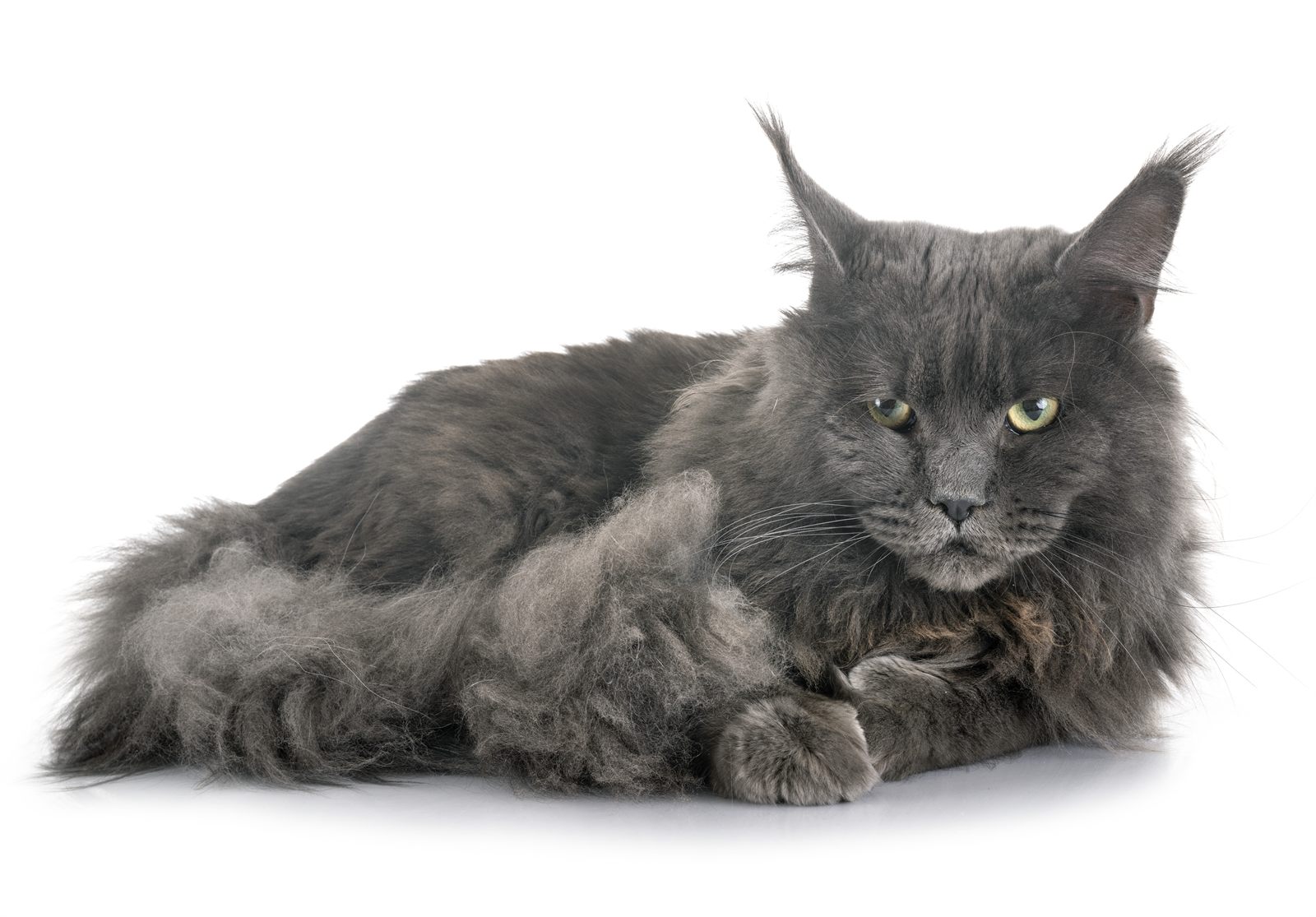 Juniper, Maine Coon queen