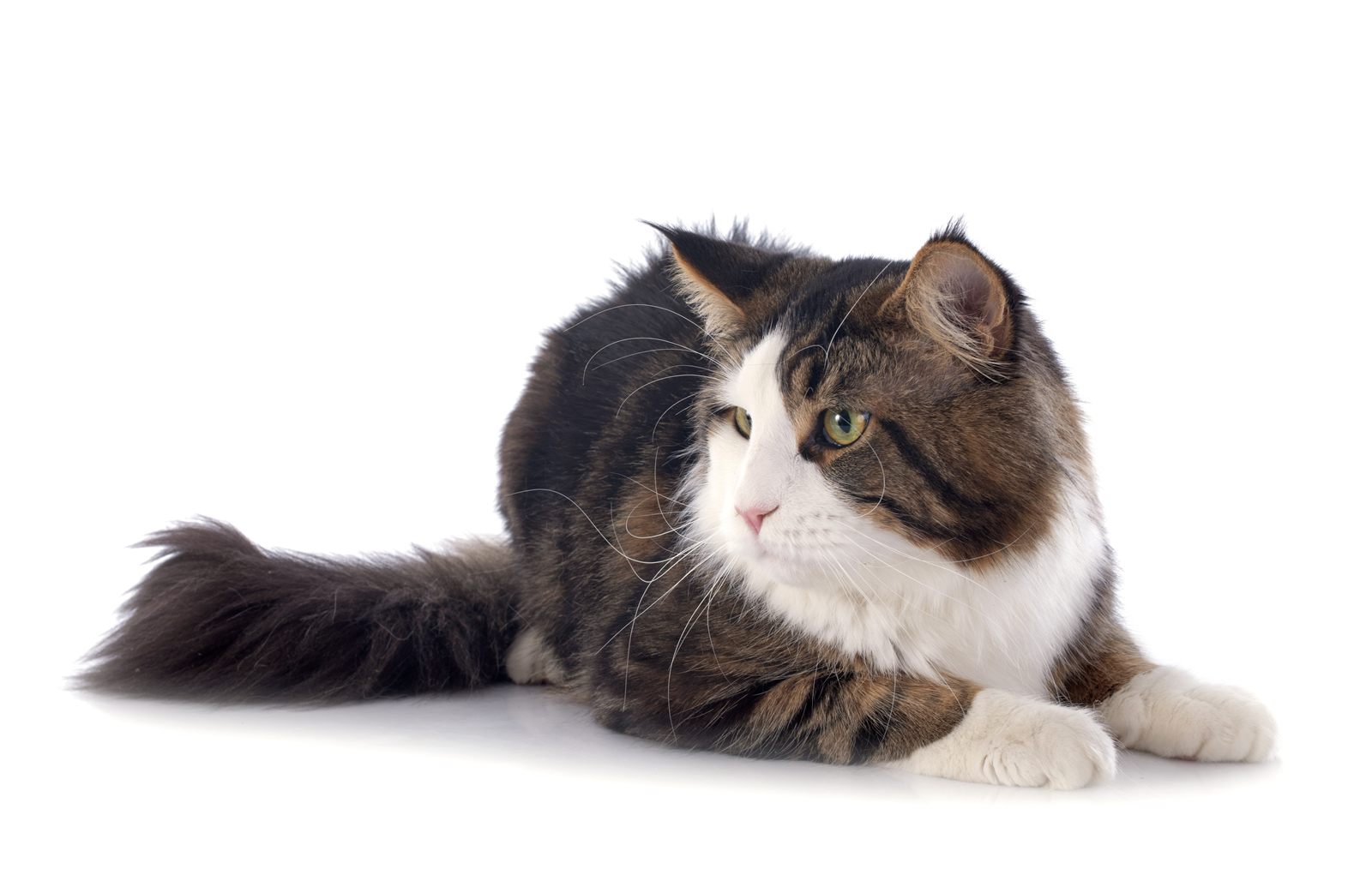 Meadow, Maine Coon queen