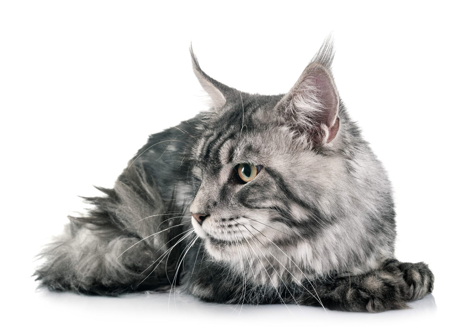 Storybook template — hand-illustrated woodland journal design (Maine Coon demo)