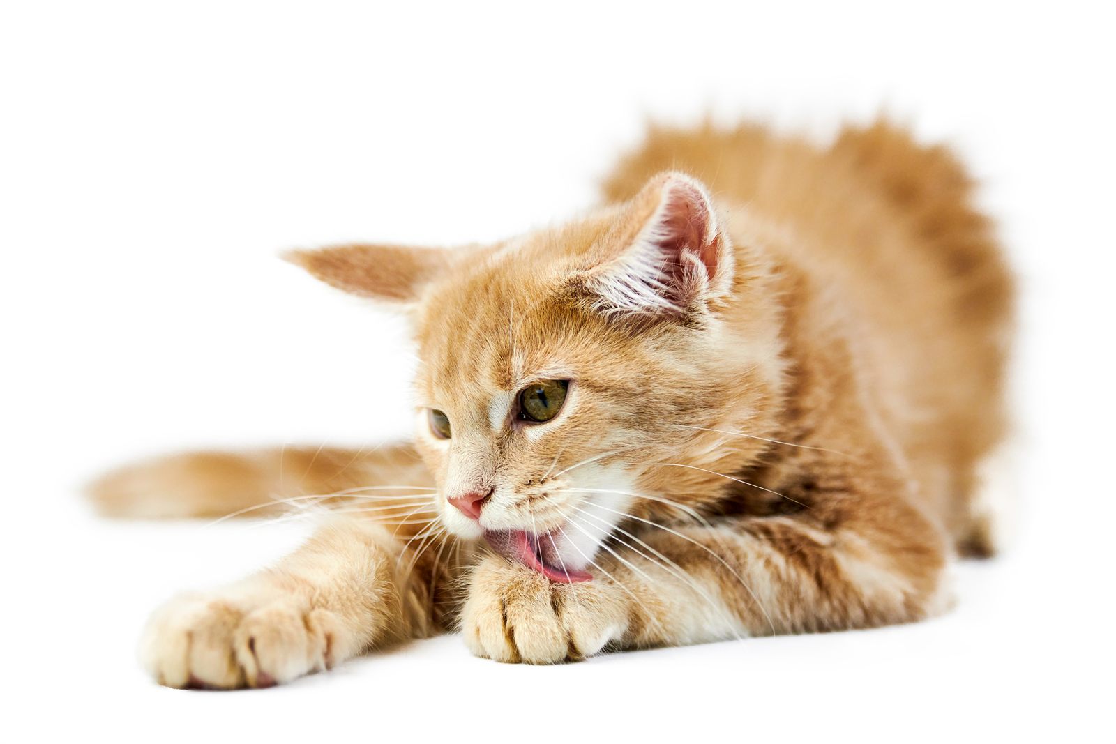 Huckleberry, available brown tabby Maine Coon kitten