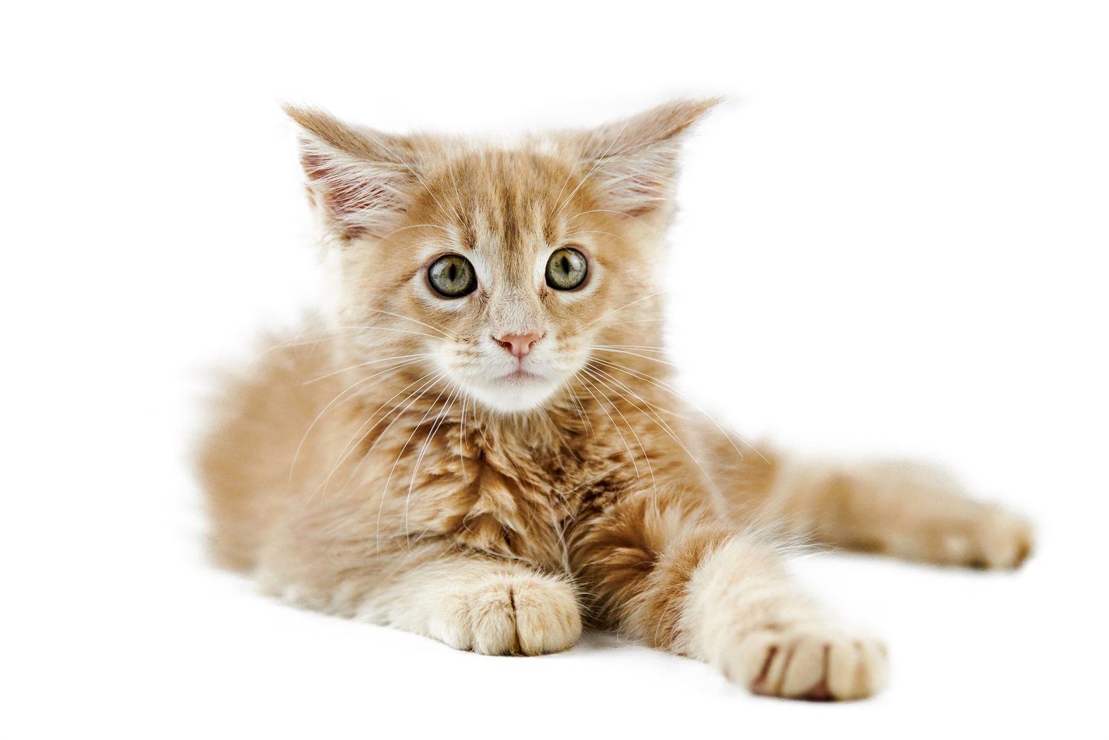 Toast, Maine Coon kitten who has gone home