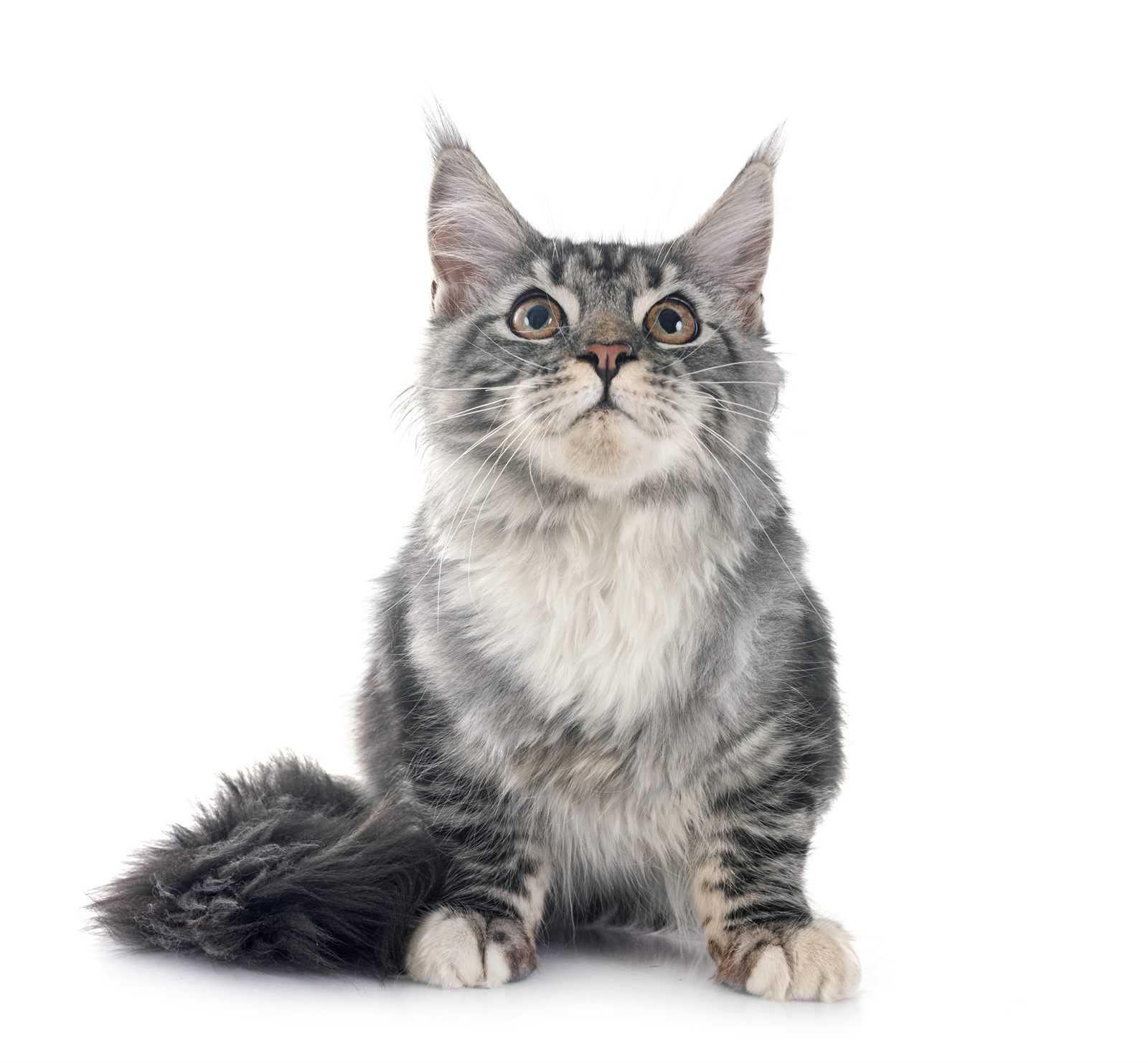 Winnie, available Maine Coon kitten