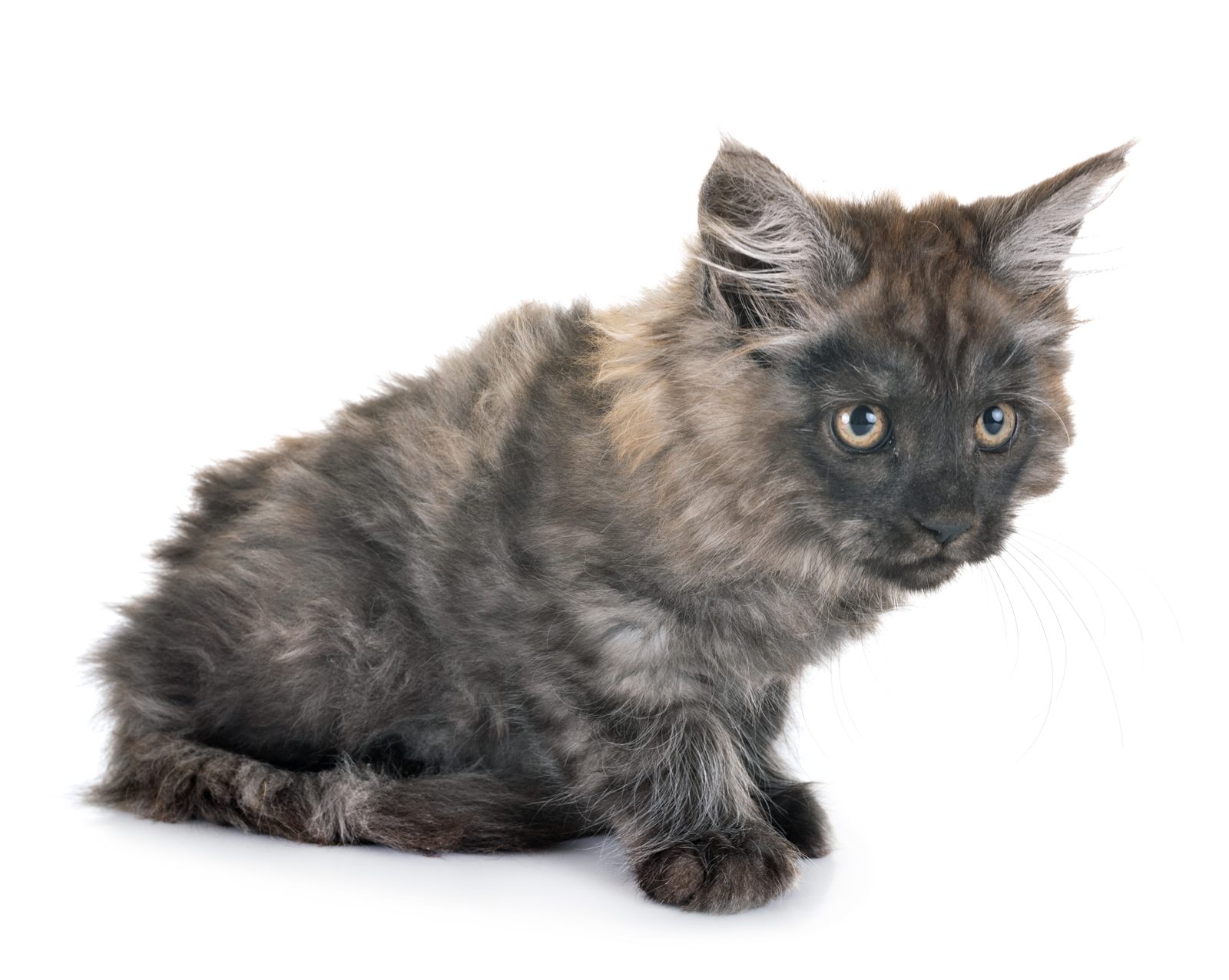 Pip, reserved Maine Coon kitten