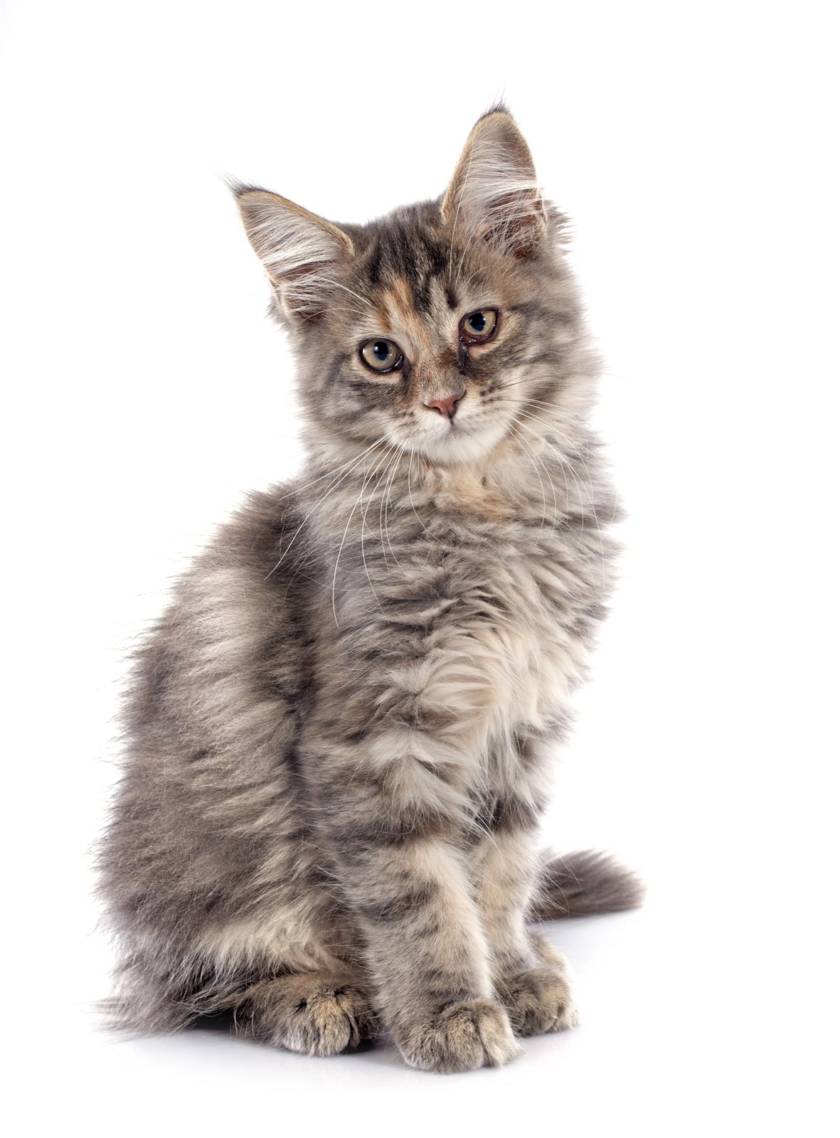 Clover, reserved Maine Coon kitten