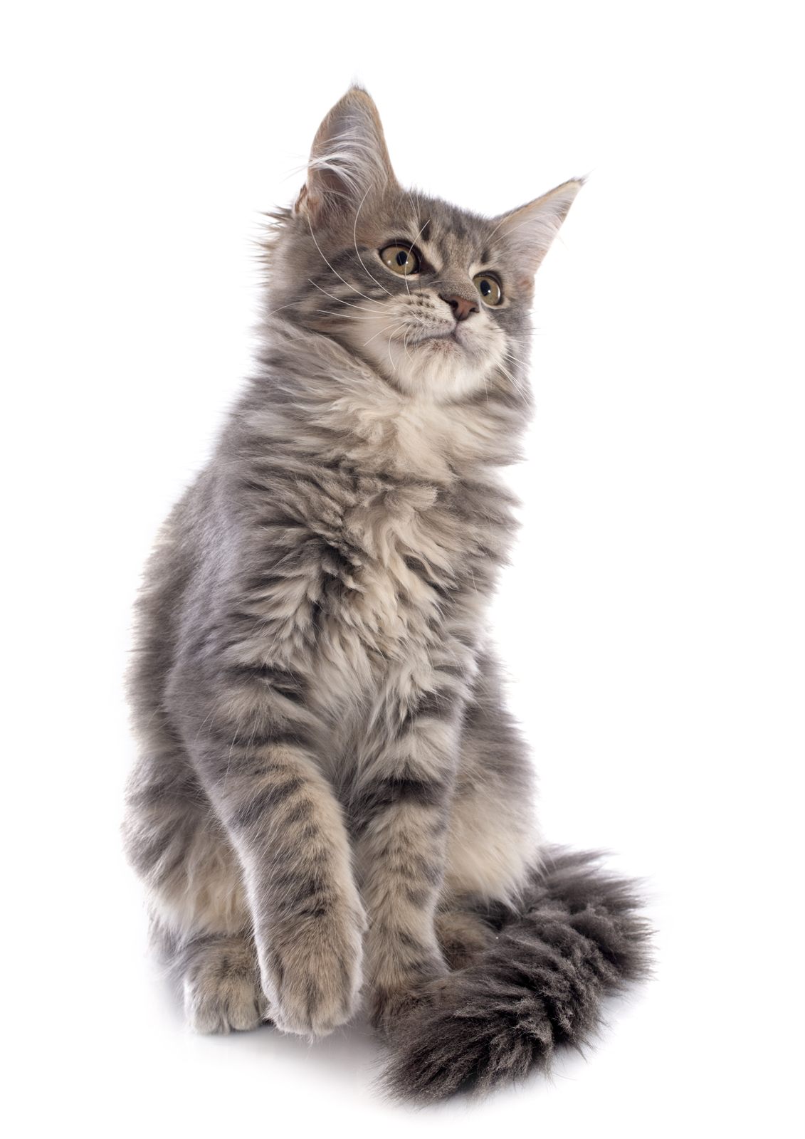 The Acorn Litter — planned Maine Coon litter