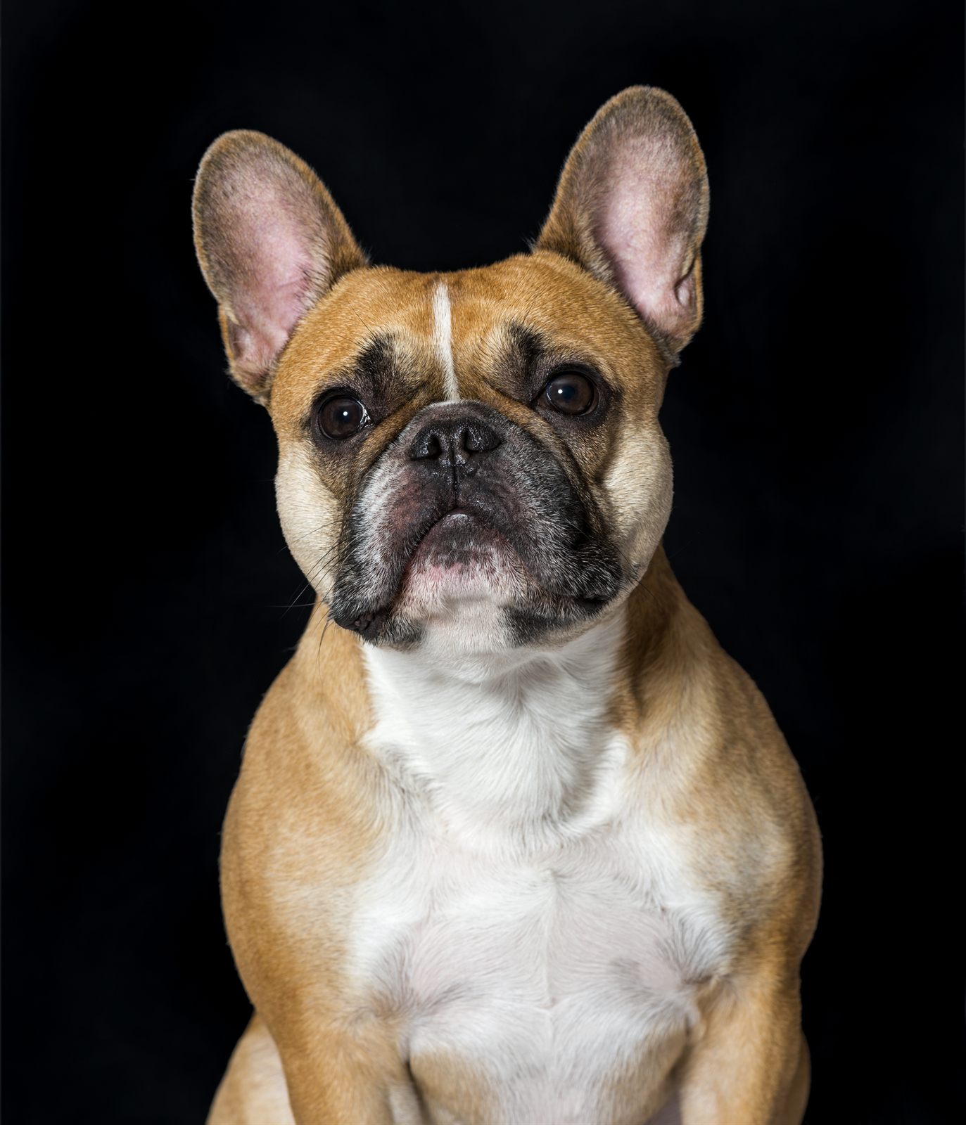The Bluebonnet Litter — expected French Bulldog litter