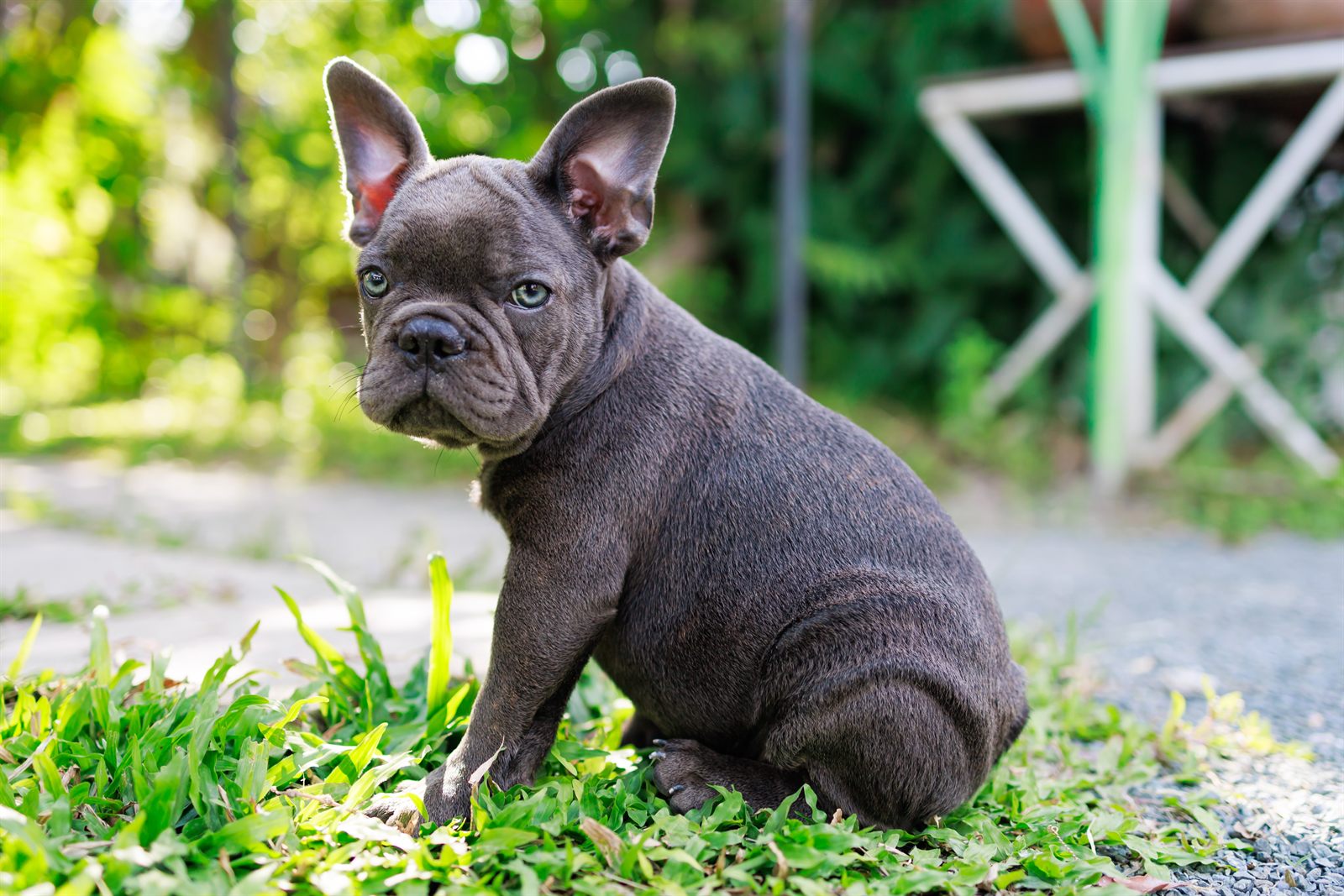 Sunnyside template — bright playful design (French Bulldog demo)
