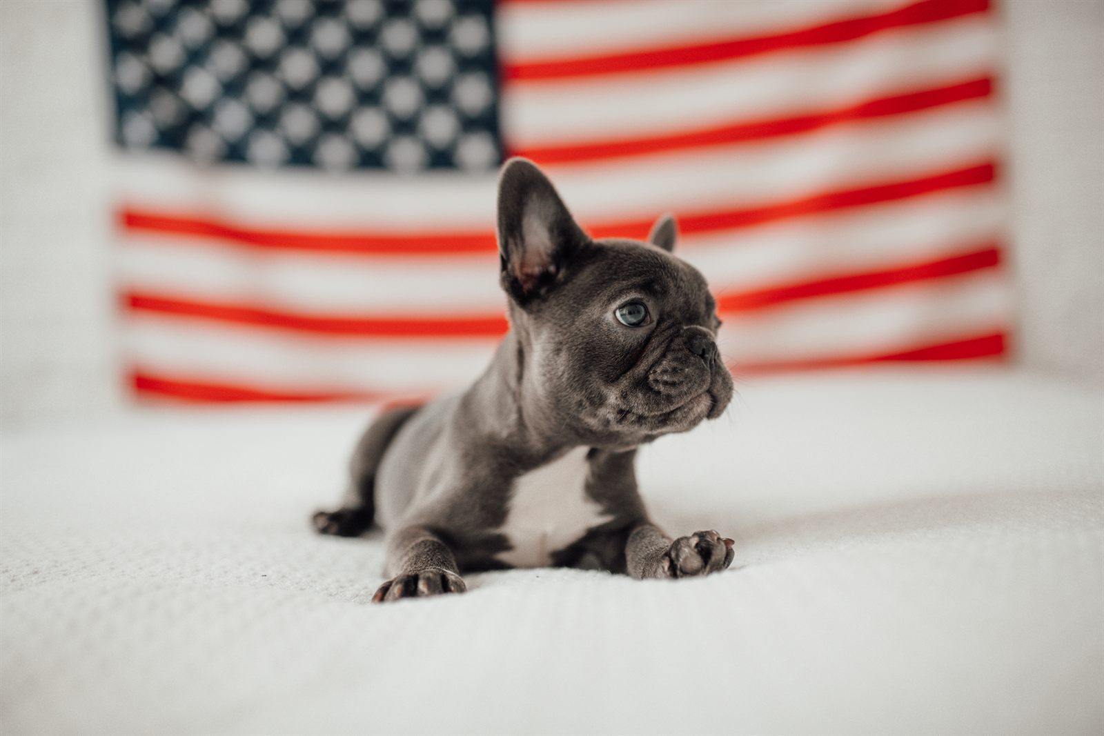 The Firefly Litter — planned French Bulldog litter