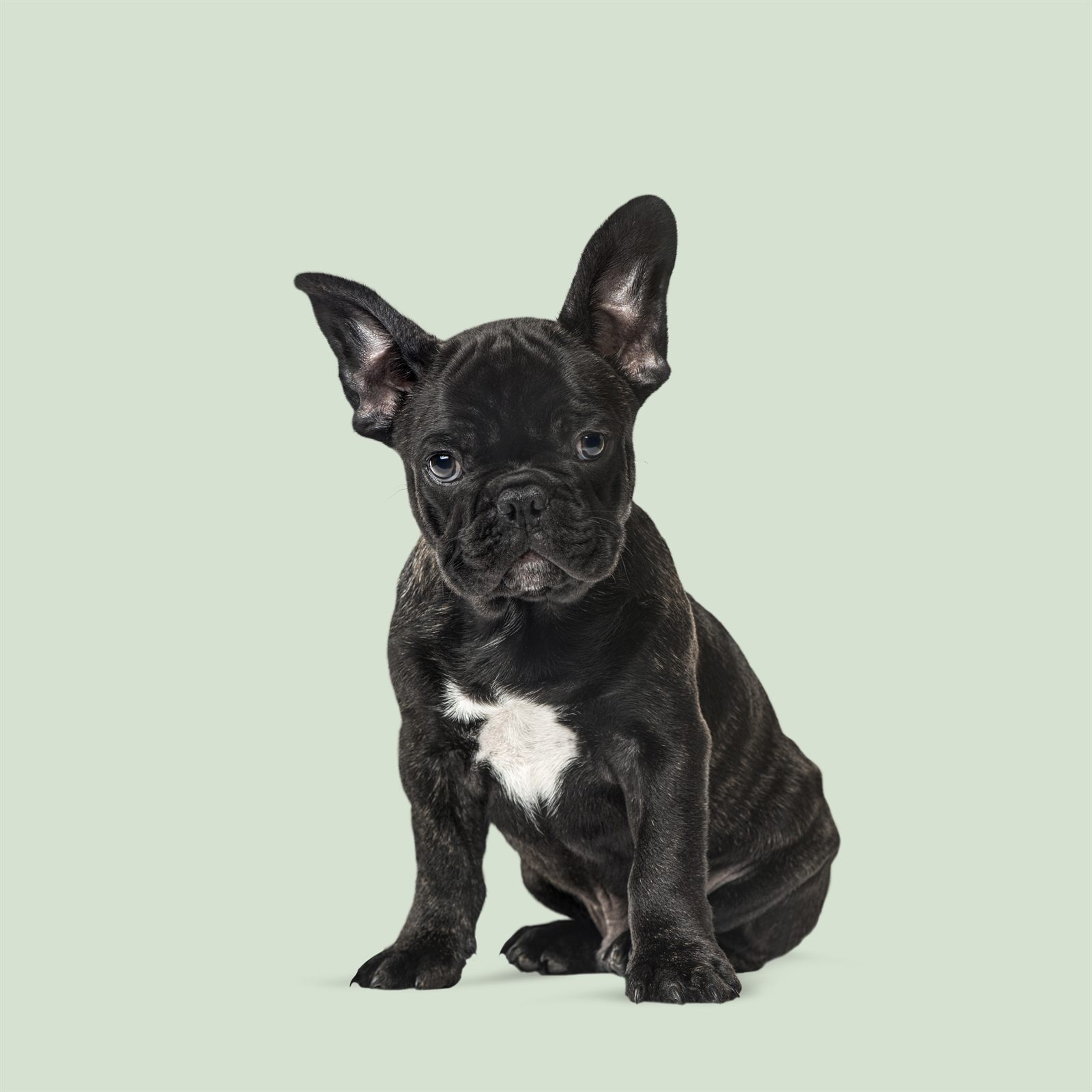 Queso, a black French Bulldog puppy
