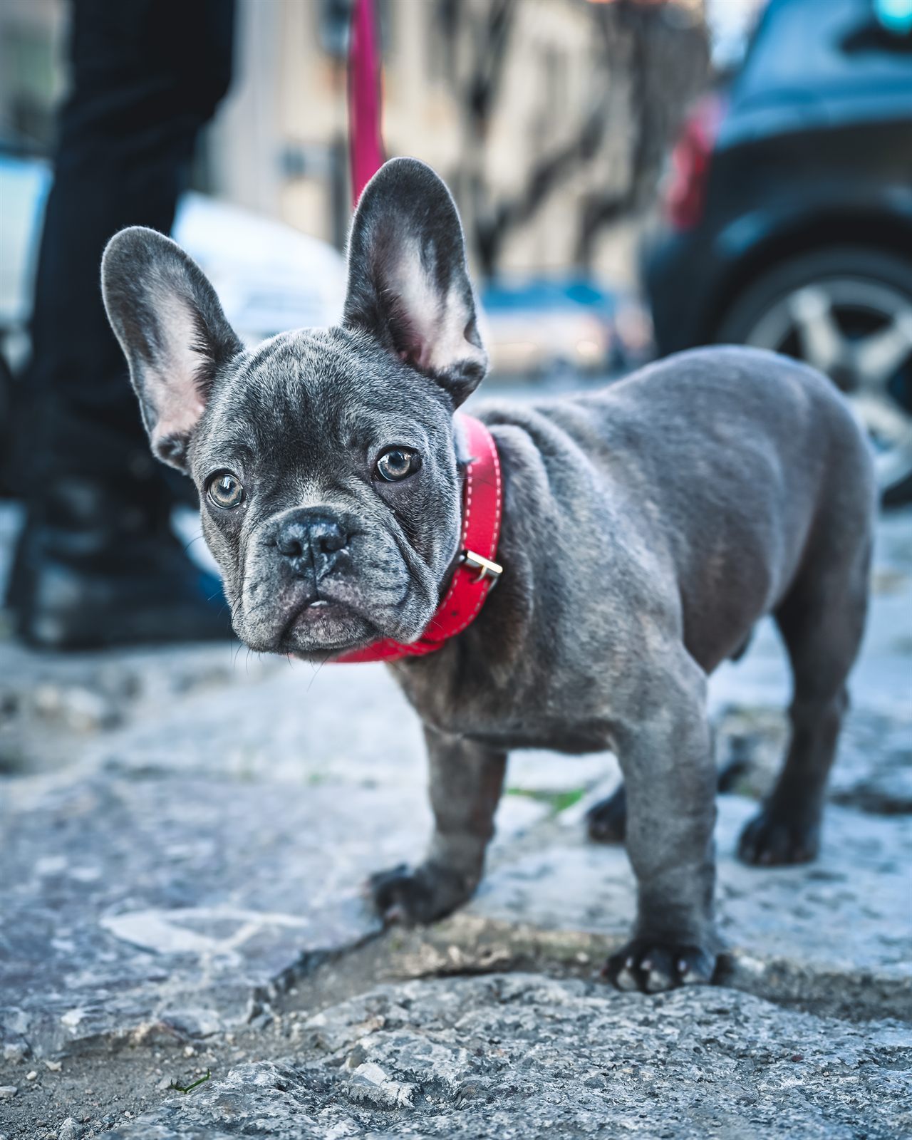 Churro, available fawn French Bulldog puppy