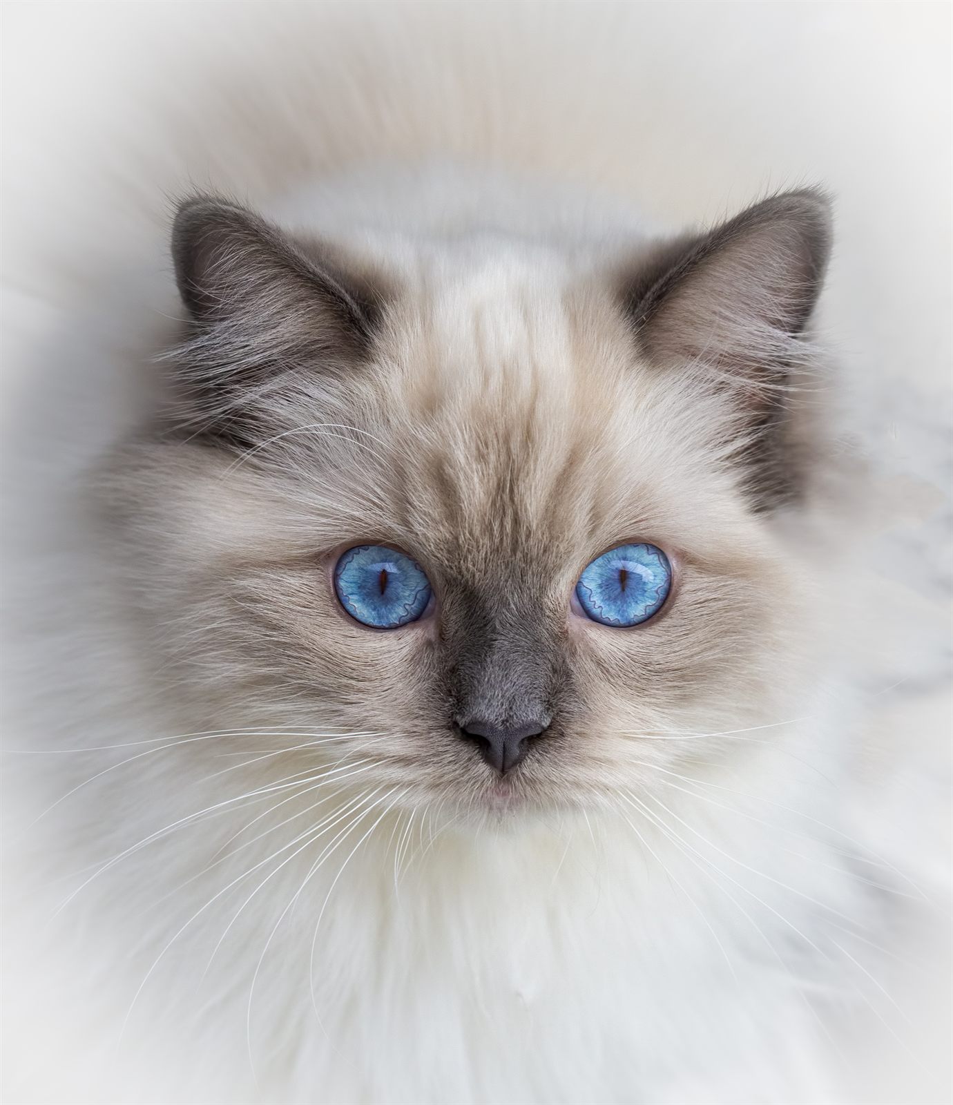 Velvet template — luxe boutique cattery design (Ragdoll demo)