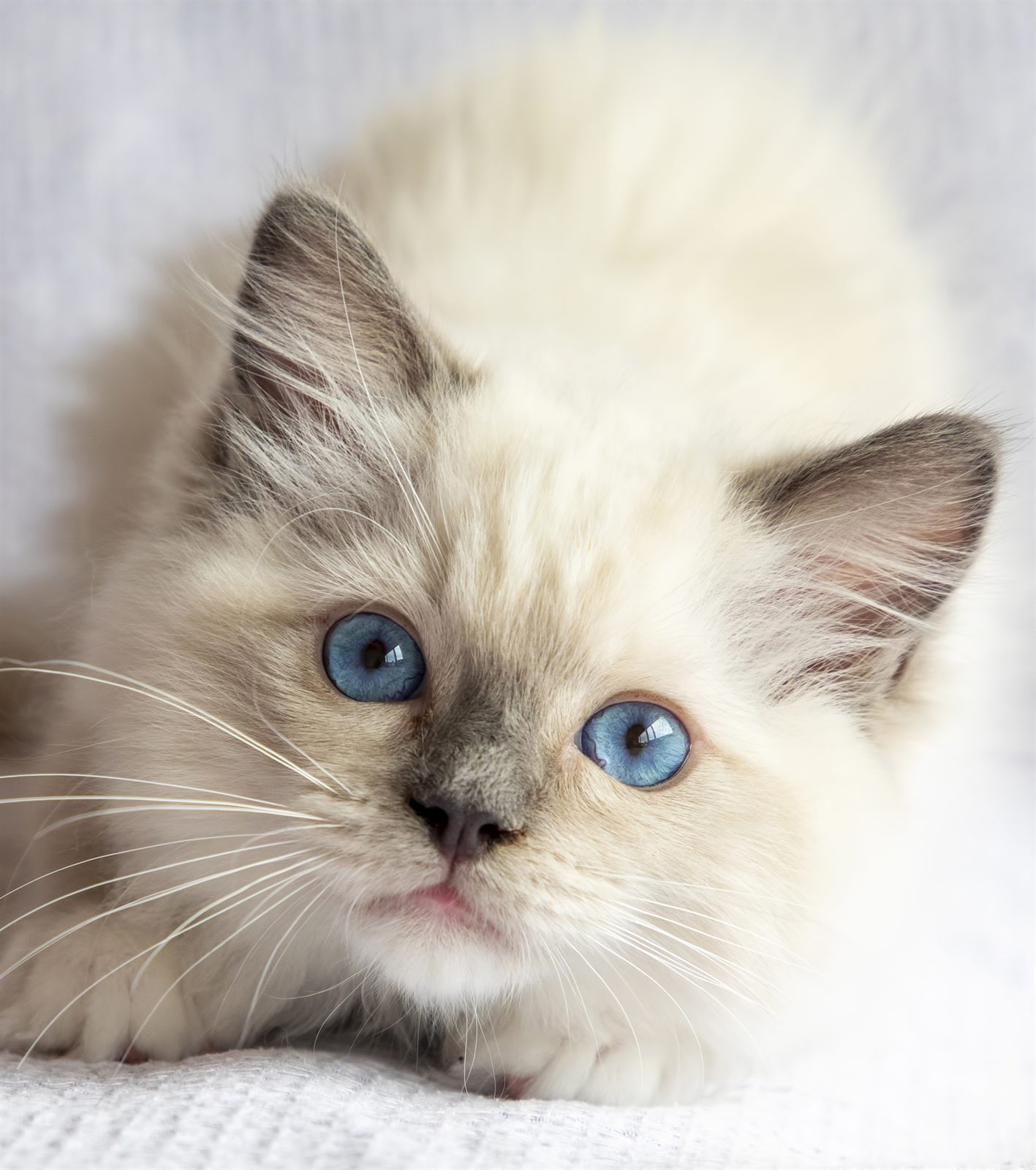 Margaux, reserved seal point Ragdoll kitten