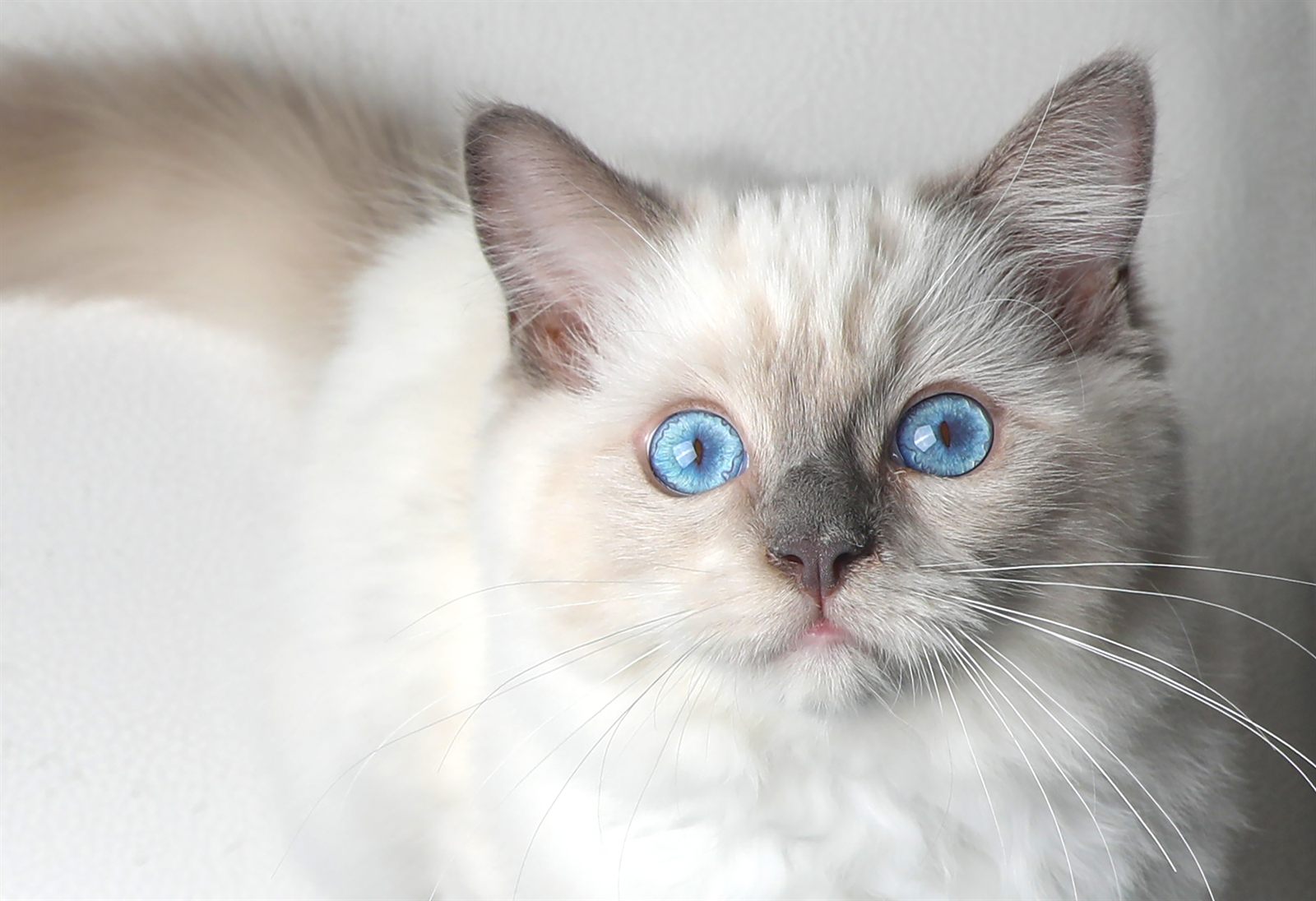 Camille, available seal bicolor Ragdoll kitten