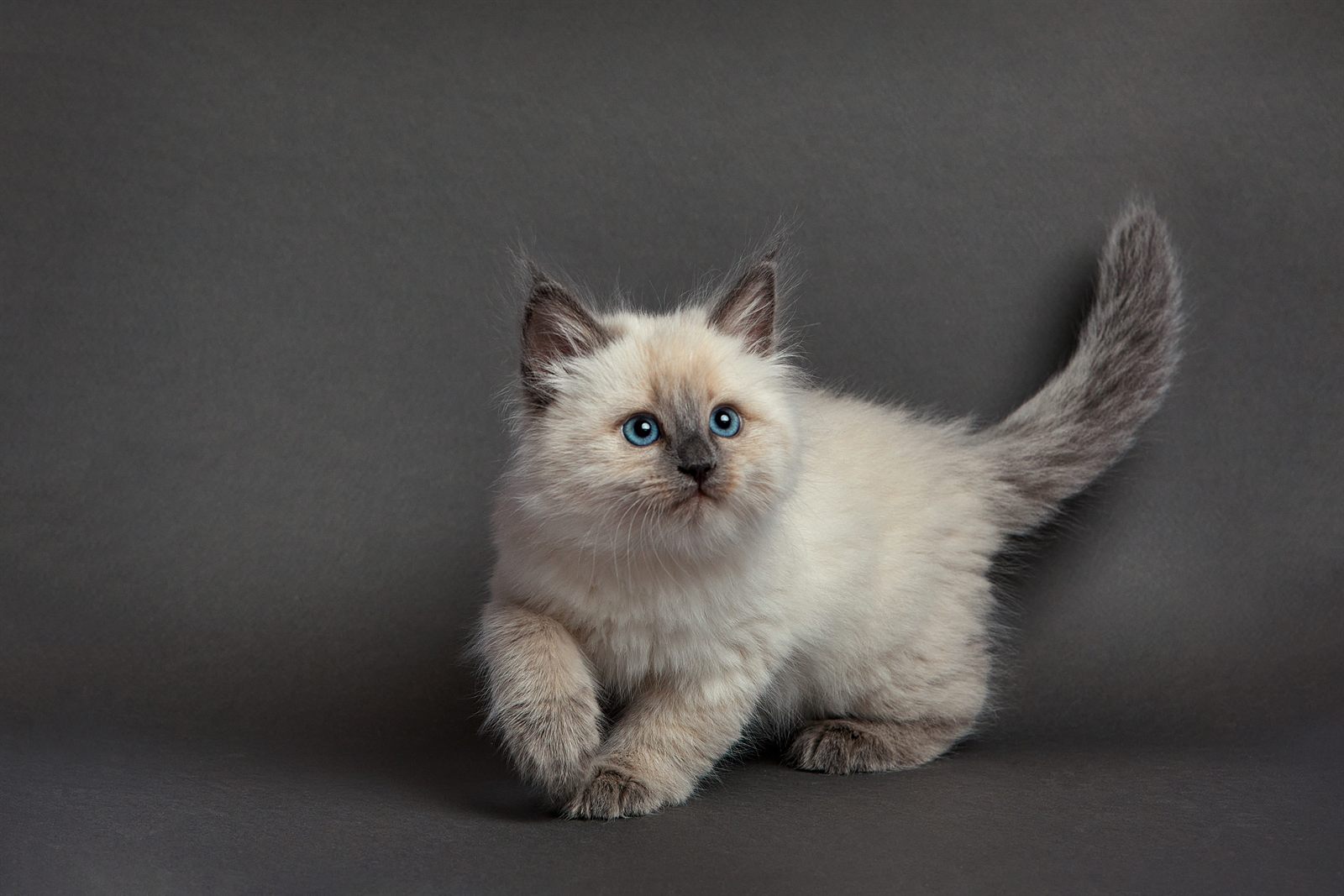 Odette, Ragdoll kitten who has gone home
