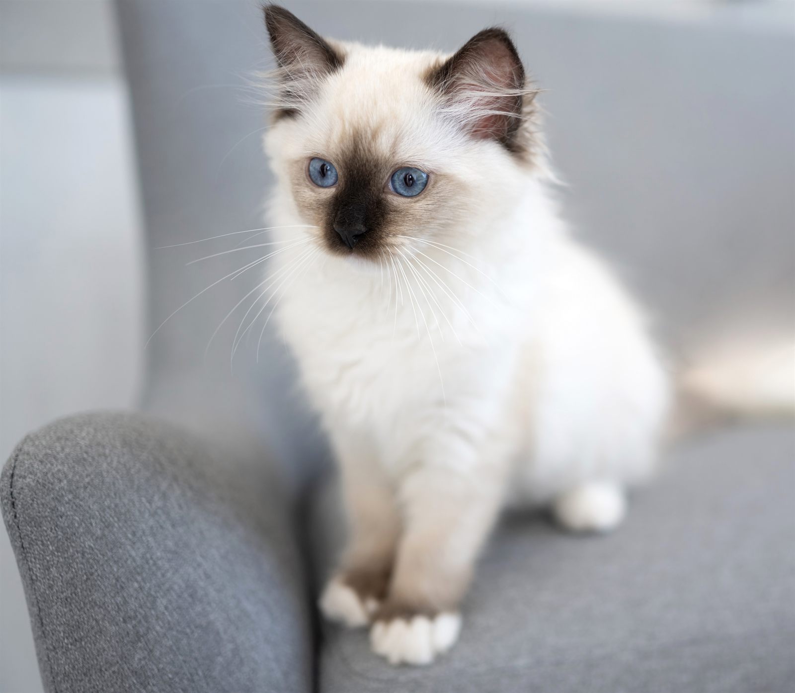 Henri, Ragdoll kitten who has gone home