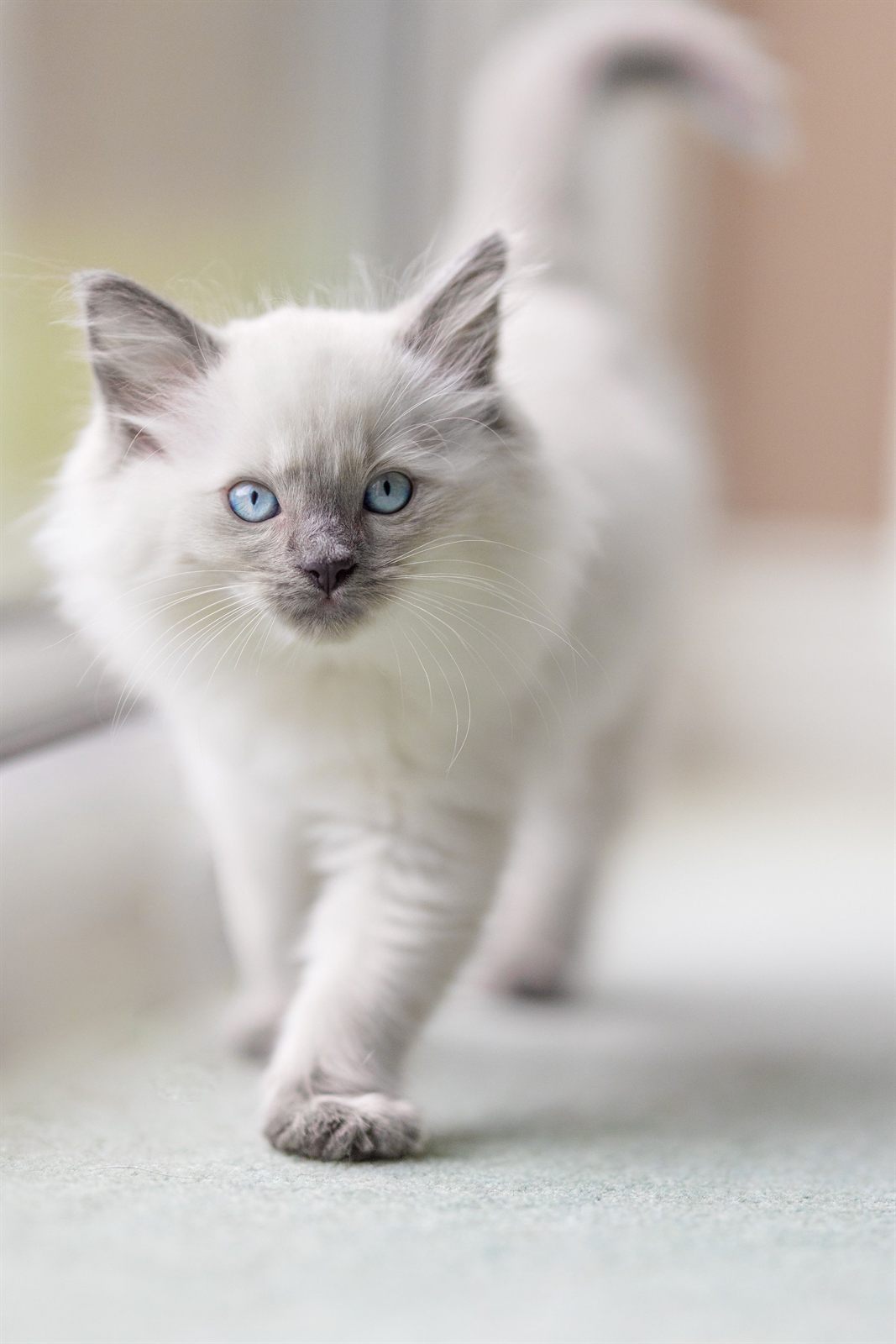 Étienne, available blue bicolor Ragdoll kitten