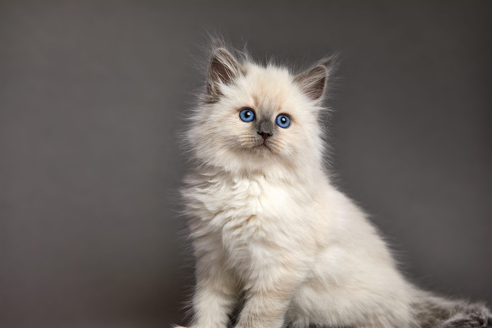 Blanche, reserved blue point Ragdoll kitten
