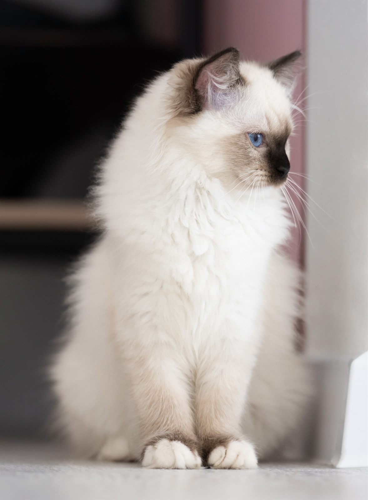 Violette Iris, Ragdoll queen