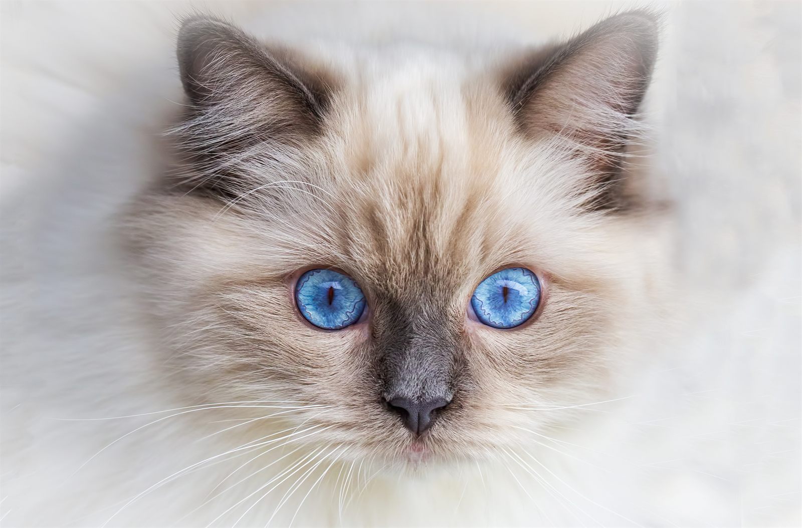 Violette Opaline, Ragdoll queen