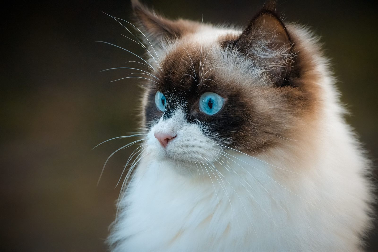 Violette Luca, Ragdoll sire